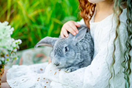 a gray rabbit in a girl's arms on the green grass in summerの写真素材