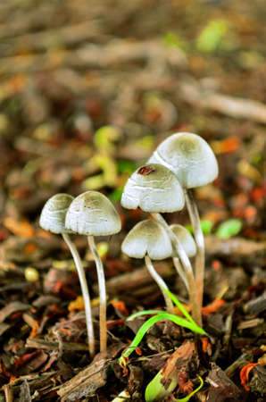Magic Mushroomの写真素材