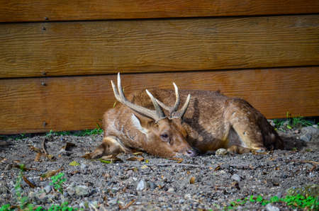 Deer Nappingの写真素材