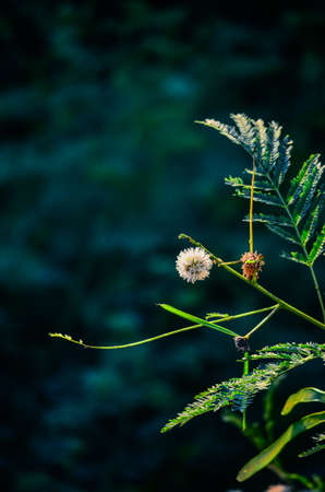 White Budの写真素材