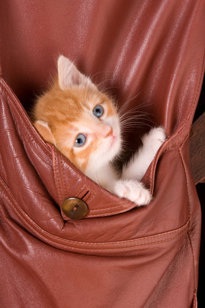 Six weeks old kitten in the pocket of a leather jacketの写真素材