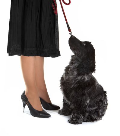 Four month old cocker spaniel puppy dog looking up towards a lady in black, with stiletto high heelsの写真素材