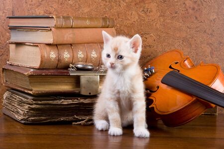 Six weeks old kitten on a table with antique books and violinの写真素材