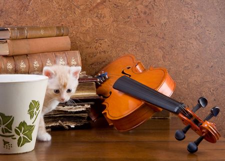 Little kitten on a table with a violin and antique booksの写真素材