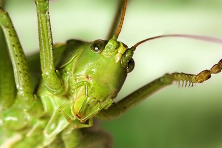 Extreme close-up of a grasshopper's face and legsの写真素材