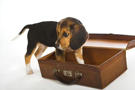 Beagle puppy dog standing in an old empty suitcaseの写真素材