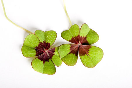 Two four leaf clovers means double fortune