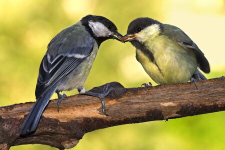 Parent chickadee feeding mealworm to young bird against a blurry green backgroundの写真素材