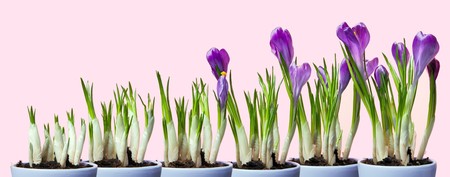 Series of springtime crocus flowers growing from just a few leaves to full bloomの写真素材