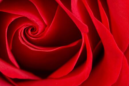 Closeup of the heart of a perfect red roseの写真素材