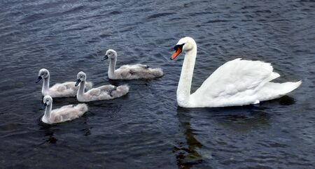 White swan with four chicks on a Scottish lakeの写真素材