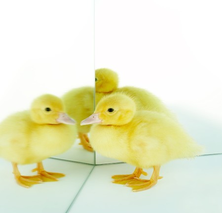 4 days old easter duckling admiring his reflection in a mirrorの写真素材