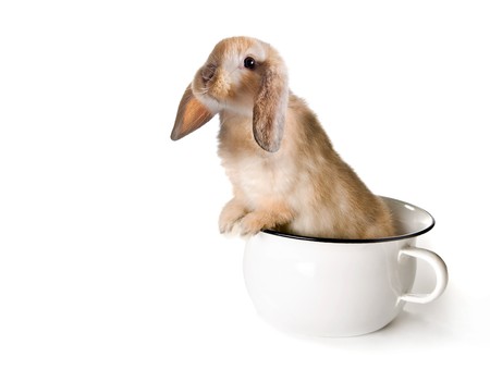Adorable brown easter bunny in a toilet pot or pottyの写真素材