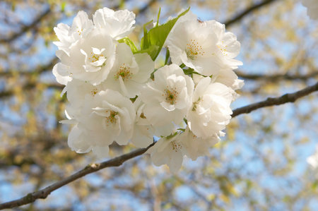 Tree branch heavy with white blossoms in springtime