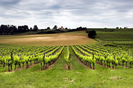 Aquitaine vineyard in France in springtime