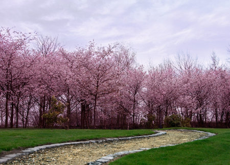 Cherry trees in a Japanese garden