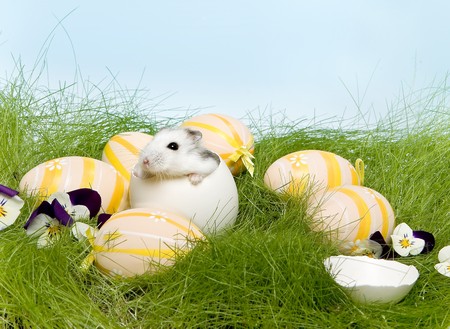 Little white hamster hiding in a white egg among easter eggsの写真素材