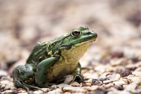 Close-up of a grog, on pebblesの写真素材