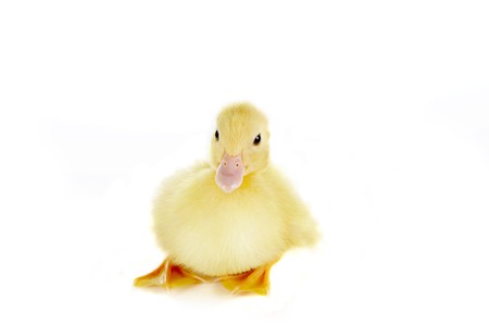4 days old easter duckling sitting on a white backgroundの写真素材