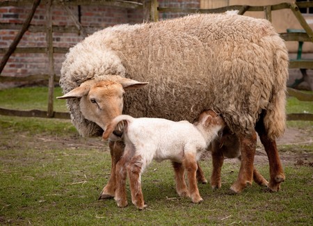 Little baby springtime lambs with their mother sheepの写真素材