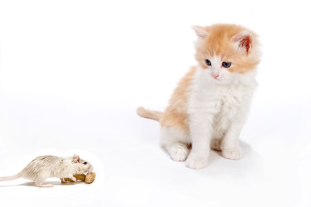 Six weekd old kitten surprised by a little white ratの写真素材
