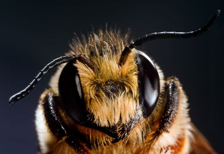 Close-up of a honey beeの写真素材