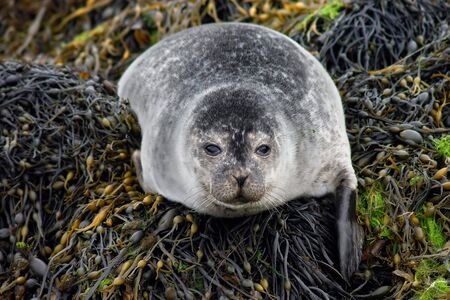 Adult seal on seaweed rocks on the isle of Skye, Scotlandの写真素材