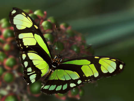 Siproeta stelenes biplagiata (malachite butterfly)の写真素材