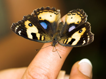 Precis hierta (Yellow Pansy) butterflyの写真素材