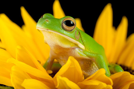 White-lipped tree frog or Litoria Infrafrenata sitting on a sunflower
