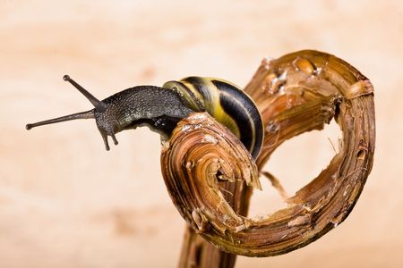Garden snail crawling on a curly tree branchの写真素材