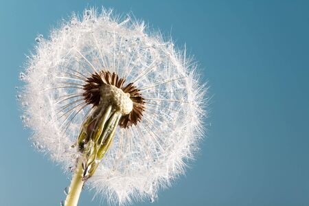 Dew covered dandelion against a blue skyの写真素材