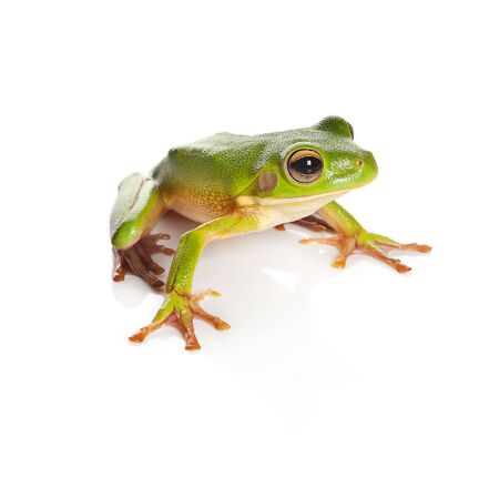 Sitting white-lipped tree frog or Litoria Infrafrenata isolated on whiteの写真素材