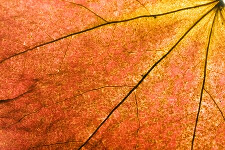 Backlit autumn leaf showing every vein or nerveの写真素材