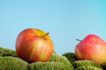 Two red apples fallen in an orchardの写真素材