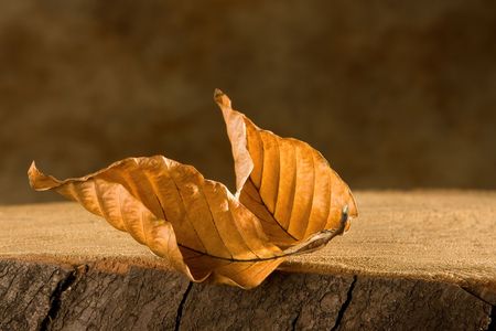 Two beech tree leaves in autumn colors on a tree trunkの写真素材