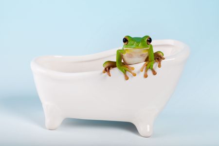 White-lipped tree frog or Litoria Infrafrenata on a bathの写真素材