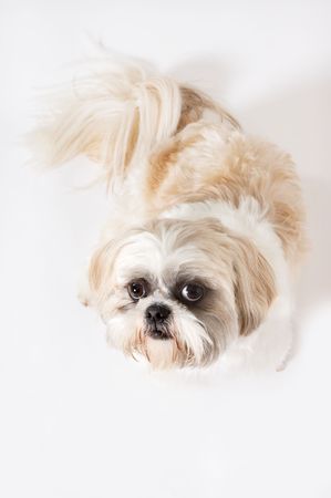 Little Shih-tzu dog looking upwards on a white backgroundの写真素材