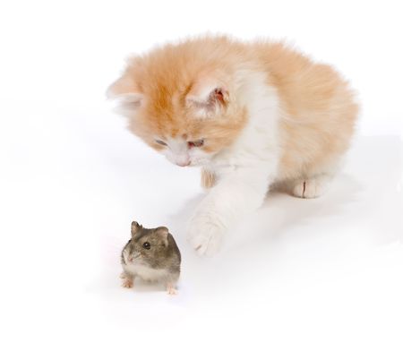Six weeks old kitten playing with a hamsterの写真素材