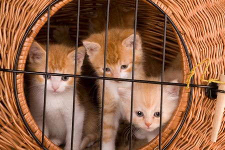 Six weeks old kittens in their own basket behind barsの写真素材