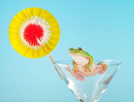Green Tree Frog or White's Tree Frog or Dumpy Tree Frog (Litoria caerulea) in cocktail glassの写真素材