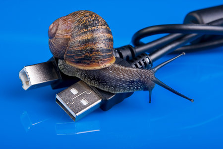 Funny snail sitting on a computer cable