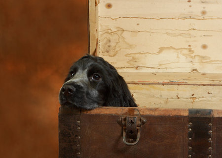 Four month old cocker spaniel puppy dog in a large wooden chestの写真素材