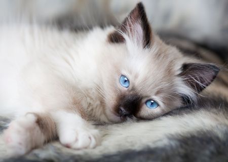 Seal point mitted ragdoll kitten lying on a soft furの写真素材