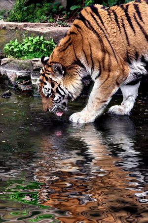 Tiger drinking from a water wallowの写真素材
