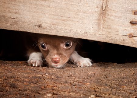 Little puppy chihuahua dog trying to get under a wooden fenceの写真素材