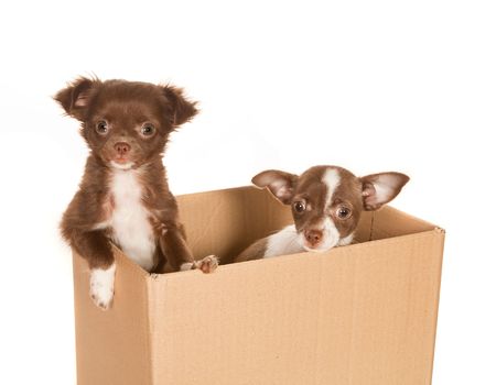 Two puppy chihuahua dogs in a brown paper boxの写真素材