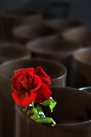The last rose in the flower shop, for which some one would spend a fortune to give it to his sweetheart at valentine's dayの写真素材