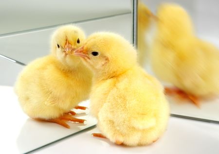 One little easter chick meeting himself in front of a mirrorの写真素材