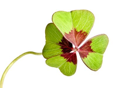 Four-leaf clover lucky symbol isolated on white,の写真素材